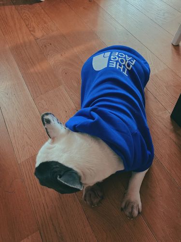 Customer photo review of Felpa "The Dog Face" Blu Personalizzabile con nome
