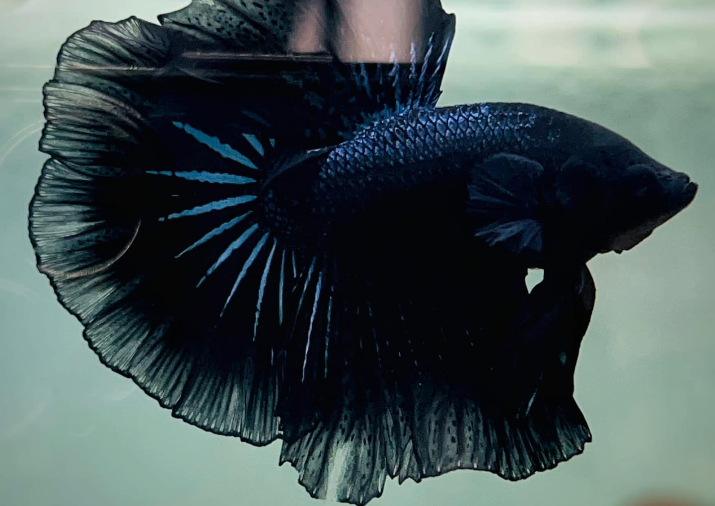 Customer photo review of Super Black Halfmoon Male Betta Fish