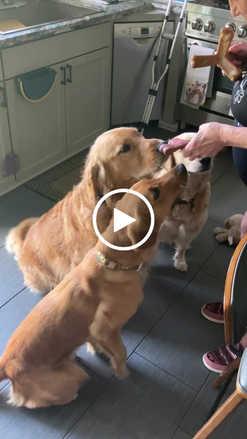 Customer video review of Grooming Vacuum Filters & Blade Replacement Pack
