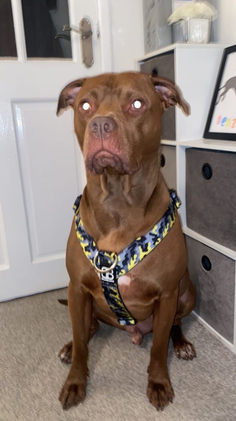 Customer photo review of TRI-Harness® | Anti-Pull, Adjustable & Durable - Dog Trainers Choice -  CAMO Lightning v2.0