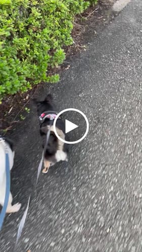 Customer video review of Petcanva® オーダーメイド犬用ハーネス