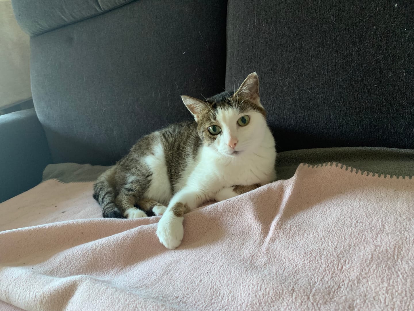 Customer photo review of Allergietest Pro Katze