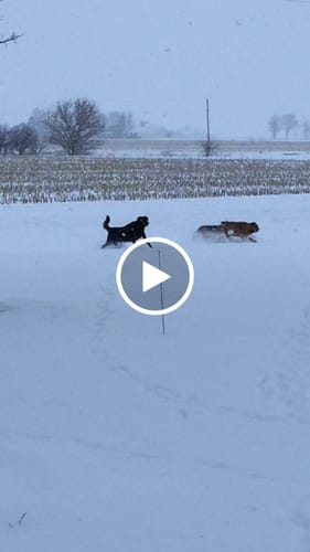 Customer video review of UNISEX SHEEPSKIN CLOG