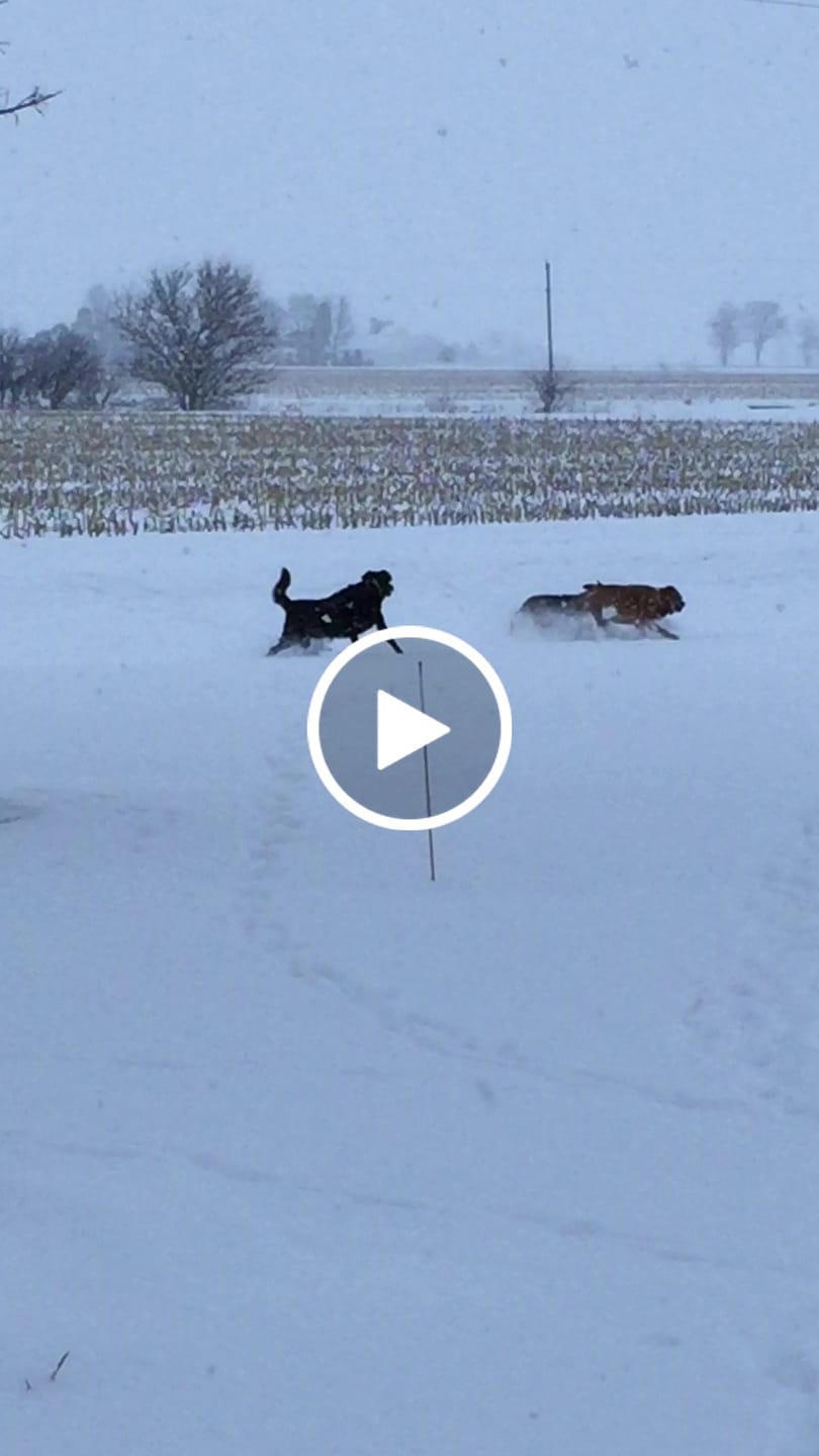 Customer video review of UNISEX SHEEPSKIN CLOG