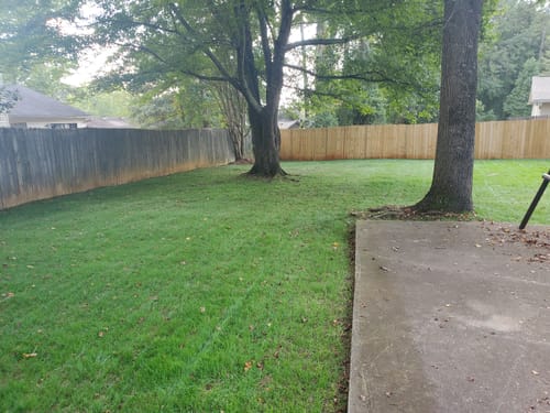 Customer photo review of GCI Turf Type Tall fescue Grass Seed