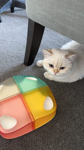 Customer photo review of Michu Interactive Feathered Rechargeable Cat Toy Box