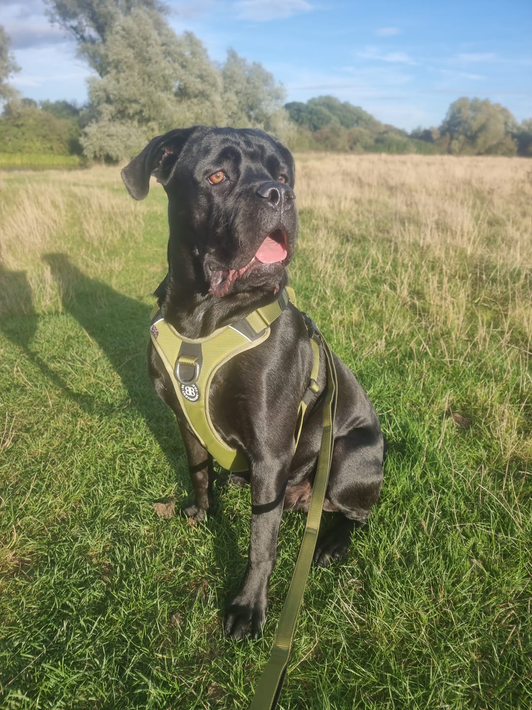 Customer photo review of Ladder Lead - Multiple Handles During Walks - Olive Green