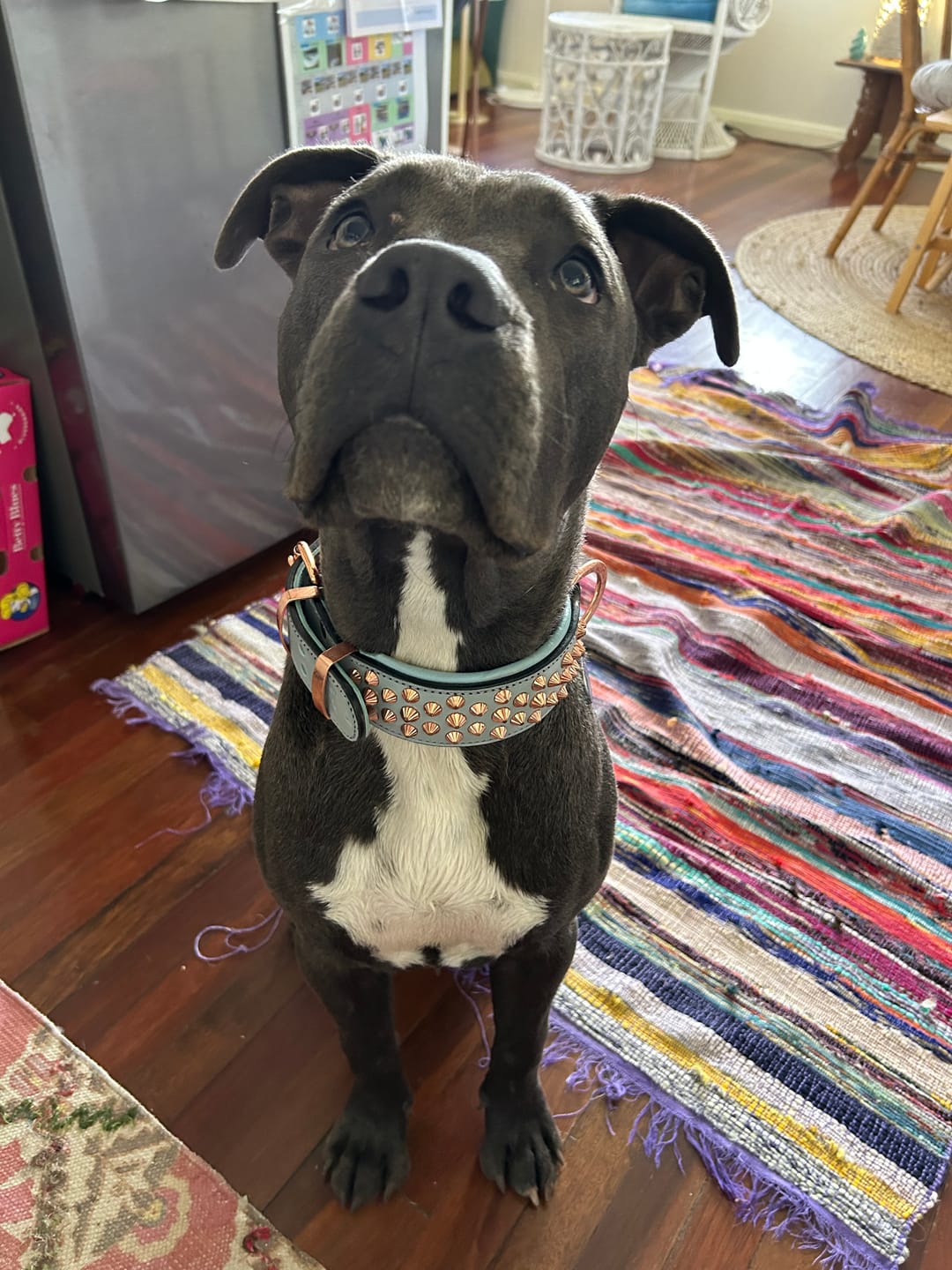 Customer photo review of Hand Made Leather Dog Collar - Imperial Baby Blue & Rose Gold (Wide Fit)