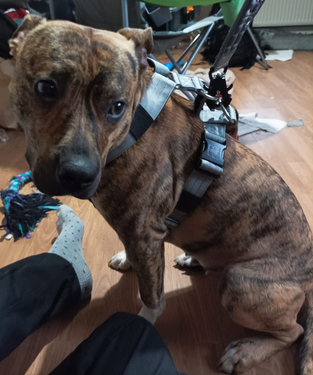 Customer photo review of TRI-Harness® | Anti-Pull, Adjustable & Durable - Dog Trainers Choice - Metal Grey v2.0