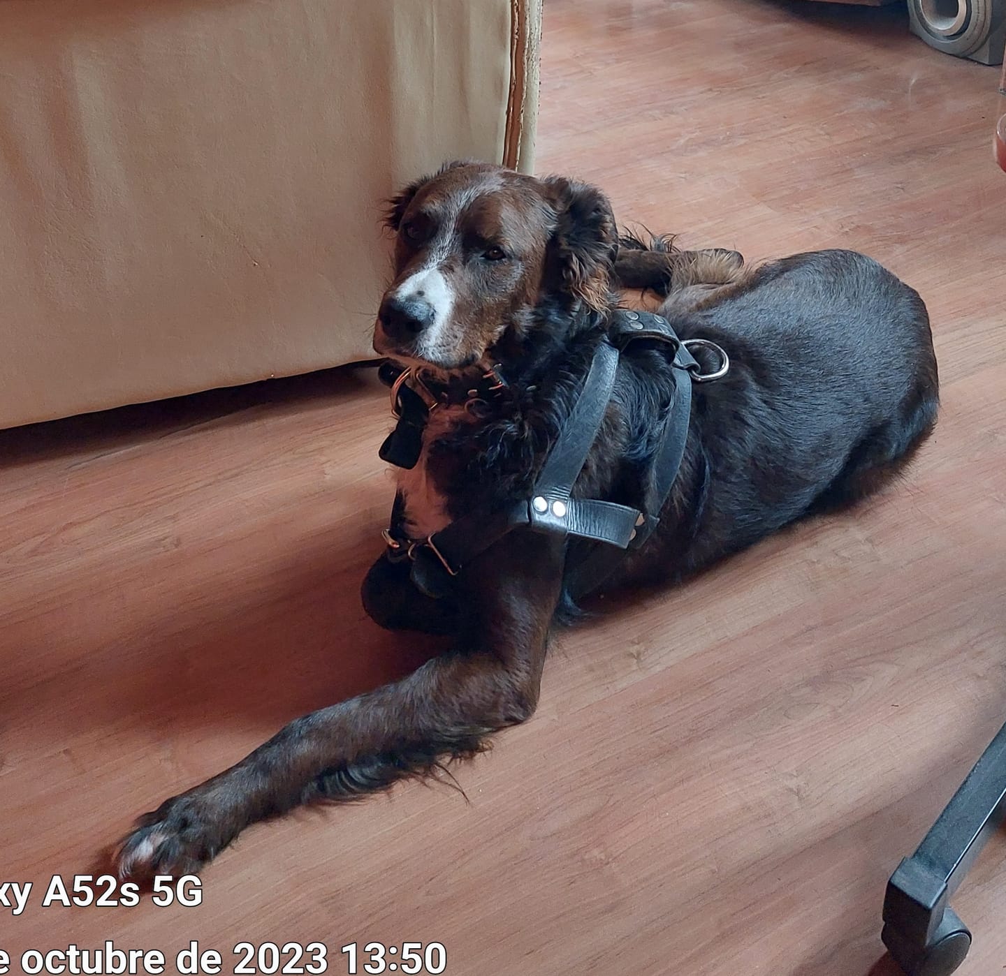 Customer photo review of MASTERDOG ADULTO CARNE