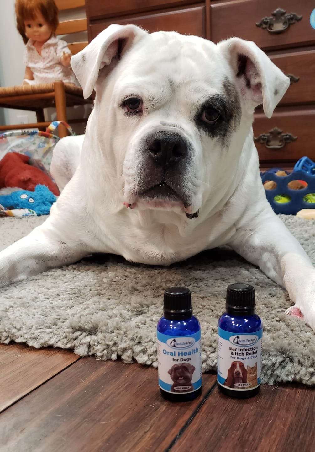Customer photo review of Ear Infection & Itch Relief Treatment for Dogs and Cats - Helps Ear Problems such as Otitis, Lesions and Papules