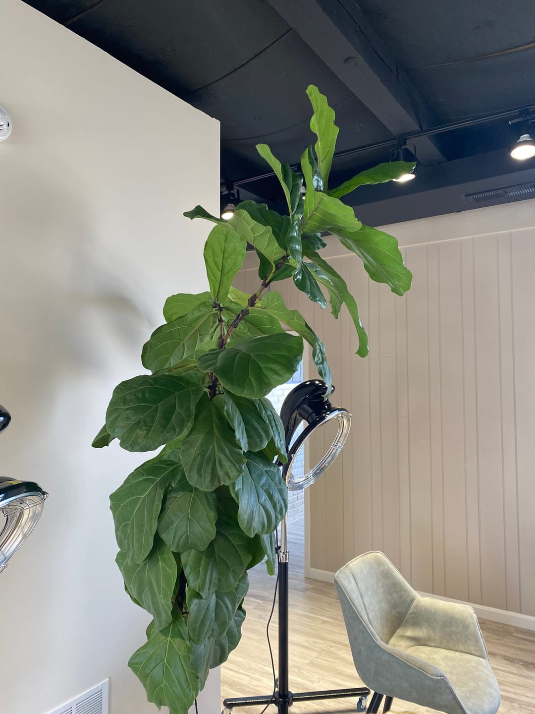 Customer photo review of Fiddle Leaf Fig Guide