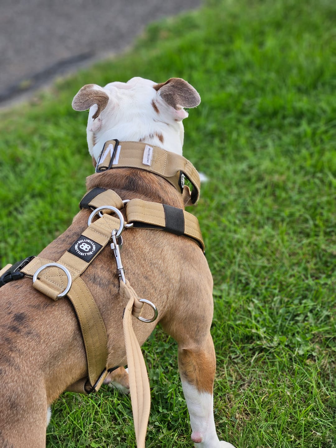 Customer photo review of Double Ended Training Lead | All Breeds - Durable & Soft 2m Lead - Military Tan