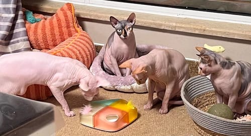 Customer photo review of Michu Interactive Feathered Rechargeable Cat Toy Box