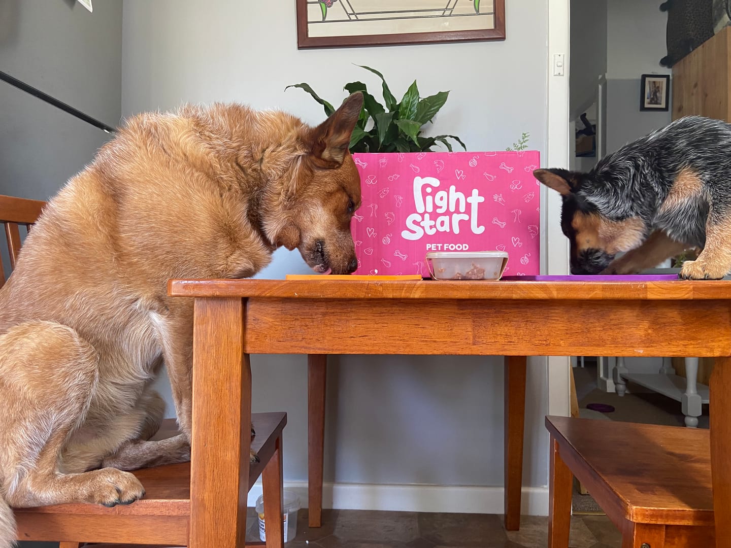 Customer photo review of Bone Broth for Dogs & Cats