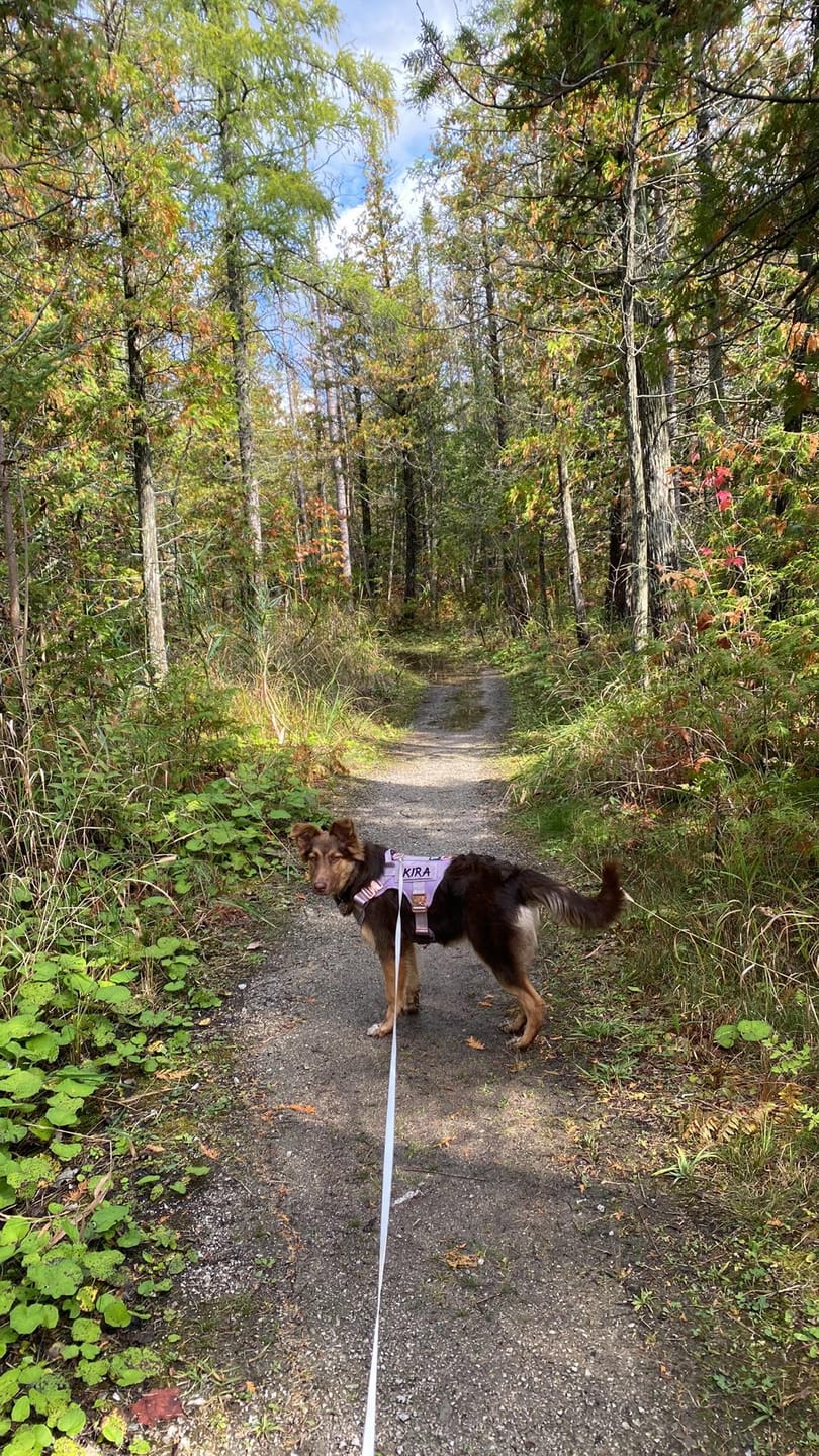 Customer photo review of HNTR 3.0 Dog Harness - Sofia