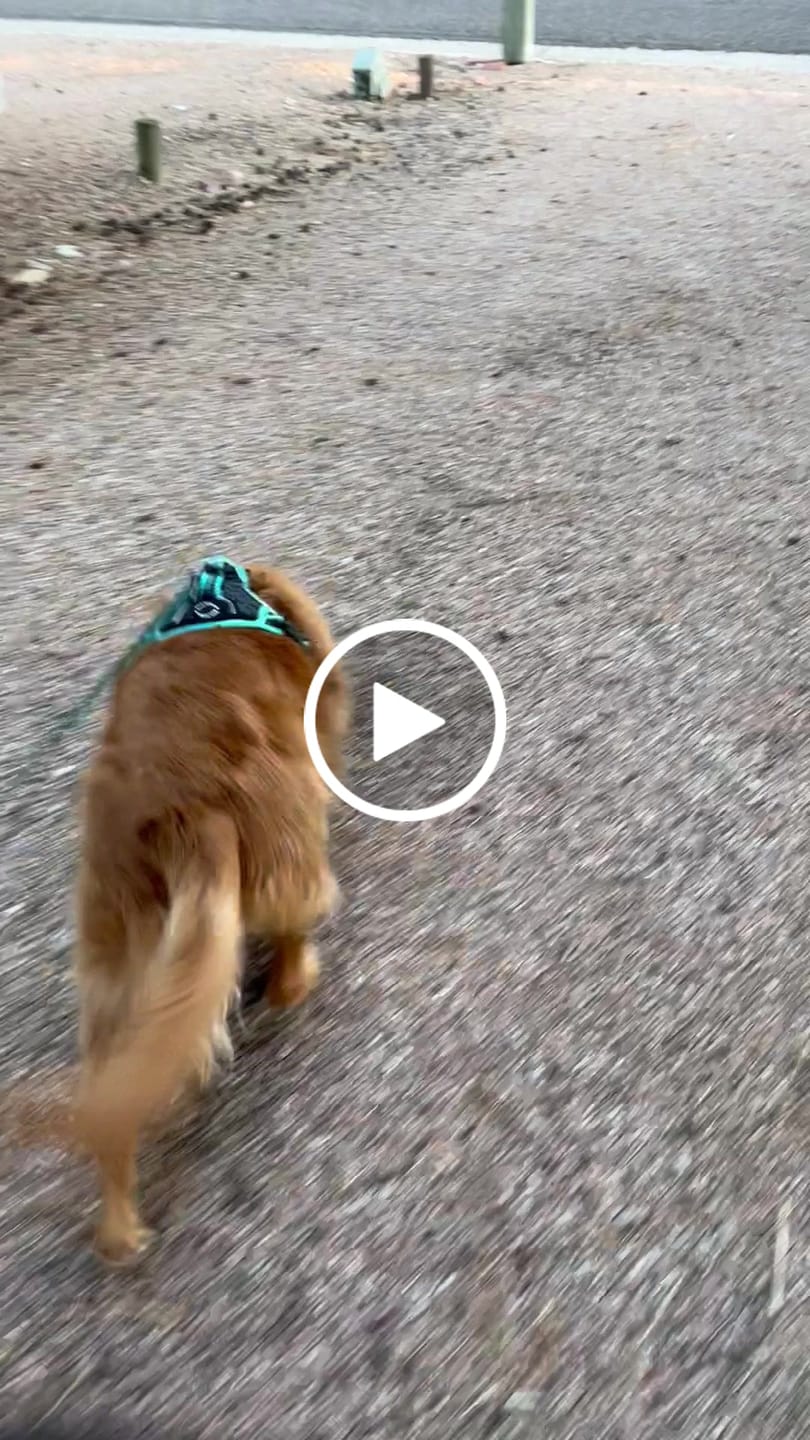 Customer video review of Tiffany Twilight - Adventure Leather Harness