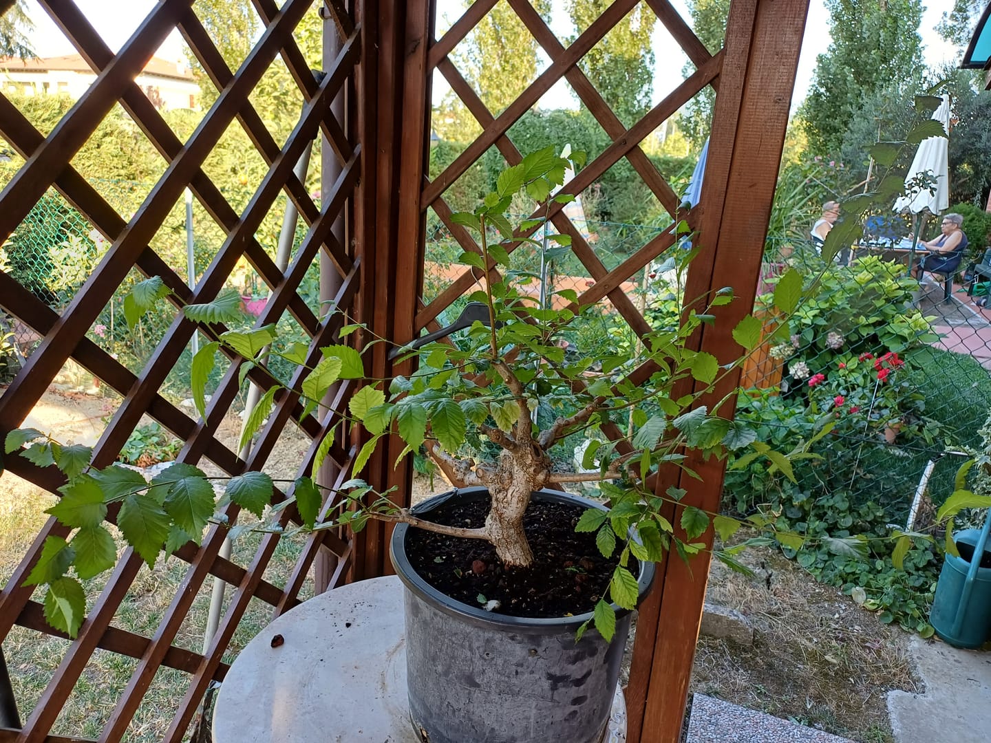 Customer photo review of TOTAL FORCE CB® (AFIDI, COCCINIGLIA, RAGNETTO ROSSO, MAL BIANCO)
