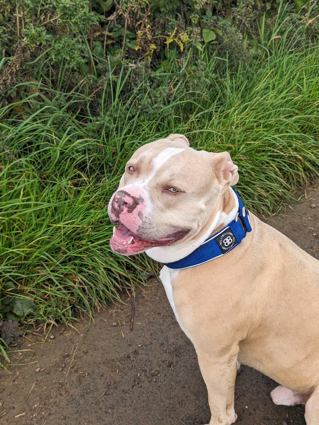 Customer photo review of 5cm RR Collar | Soft Padded & Reflective | Series 2 - Blue