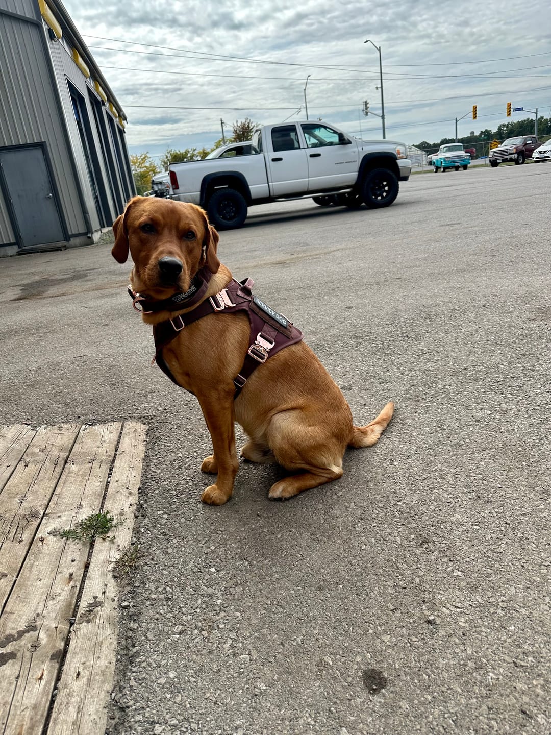 Customer photo review of HNTR 3.0 Dog Harness - Chocolate