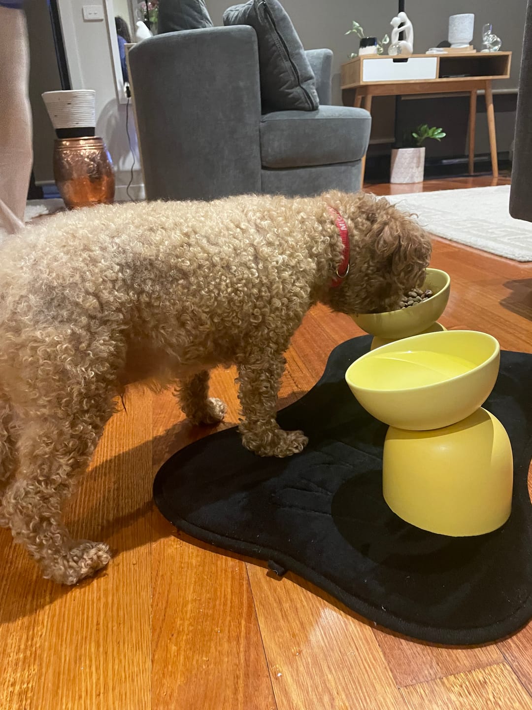 Customer photo review of Makesure Sugar Bean Ceramic Double Pet Bowls For Cat and Small Dogs