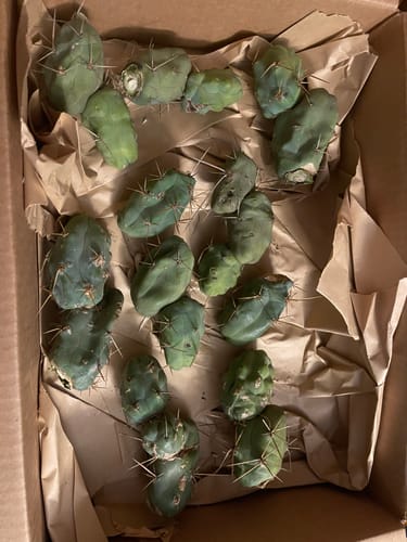 Customer photo review of Penis Cactus | 5 Pack Cutting | Trichocereus bridgesii monstrose cv Short Form