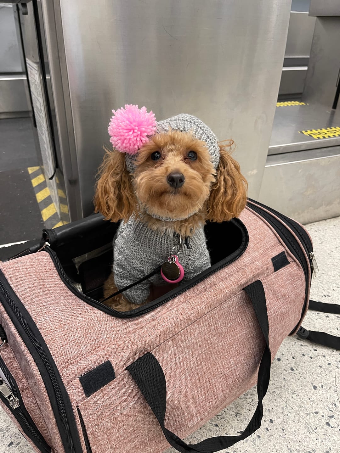 Customer photo review of Chelsea Roller - Pet Travel Carrier
