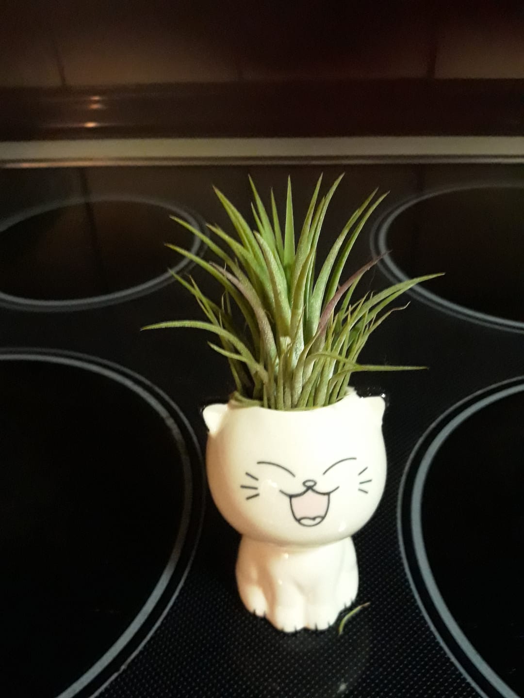 Customer photo review of Tillandsia capitata var. peach