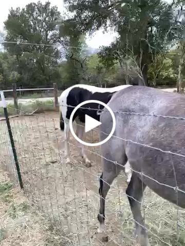 Customer video review of Equine Aloe Vera Juice