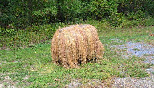 Customer photo review of Hunting Blind Raffia Grass (Pack)