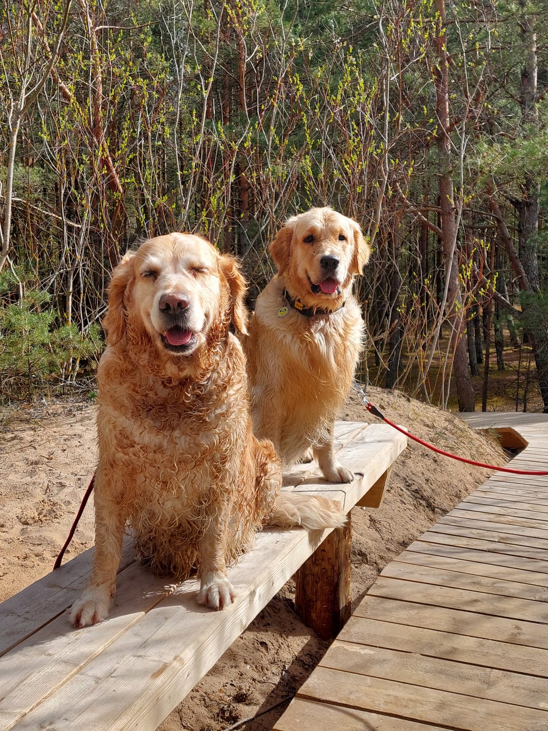 Customer photo review of Strong Joints and Bones | Dog Joint & Bone Supplement