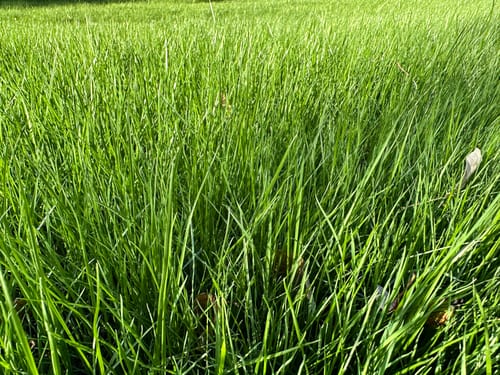 Customer photo review of GCI Turf Type Tall fescue Grass Seed