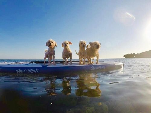 Customer photo review of Aquaplanet MAX 10’6″ Inflatable Paddle Board Package - Orange