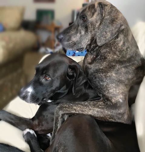 Customer photo review of 6" Standard Bully Sticks