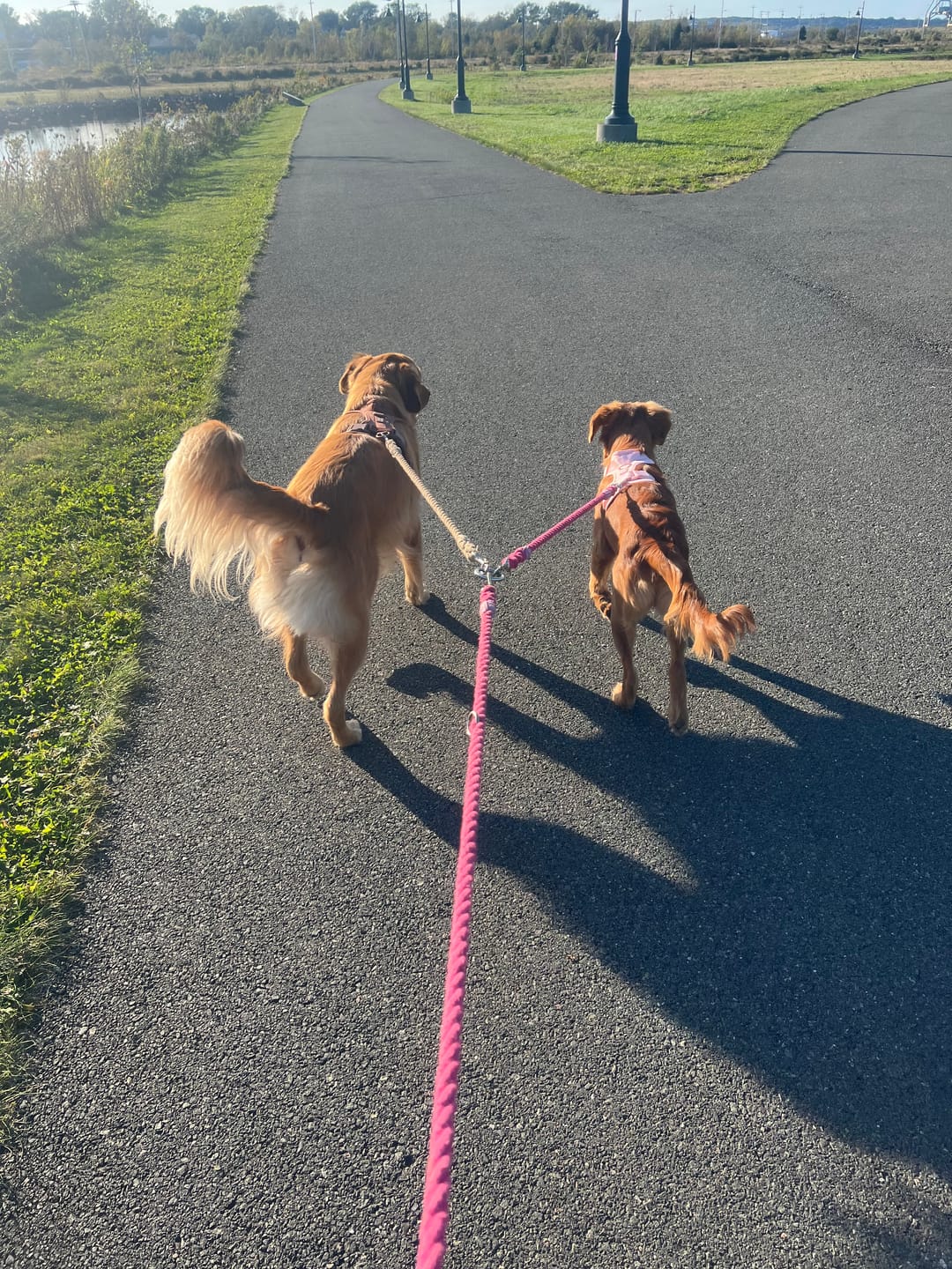 Customer photo review of 6-IN-1 Hands Free Cotton Rope Dog Leash