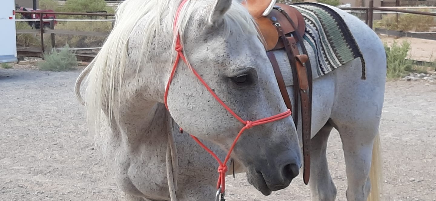 Customer photo review of Equine Aloe Vera Juice