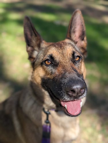 Customer photo review of Kangaroo Tail Tips!