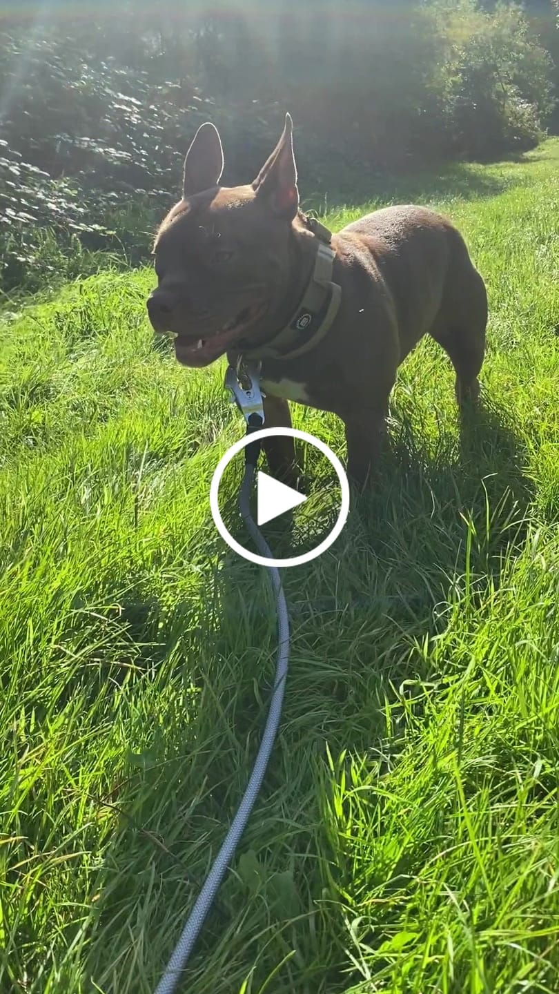 Customer video review of 4cm Combat® Collar | With Handle & Rated Clip - Military Tan v2.0