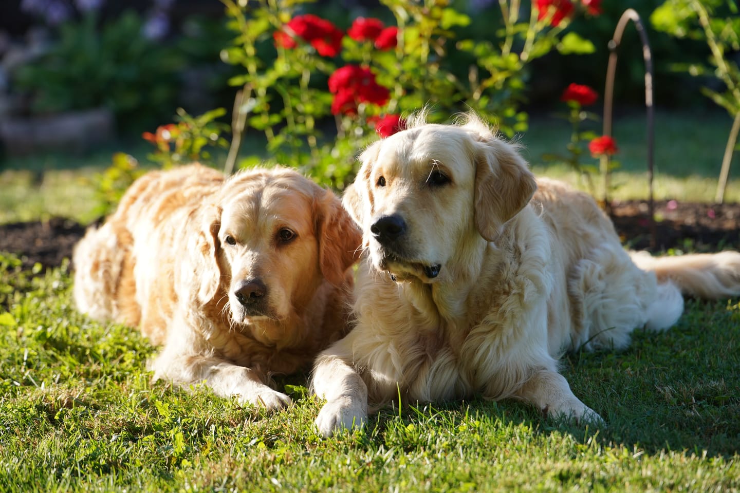 Customer photo review of Strong Joints and Bones | Dog Joint & Bone Supplement