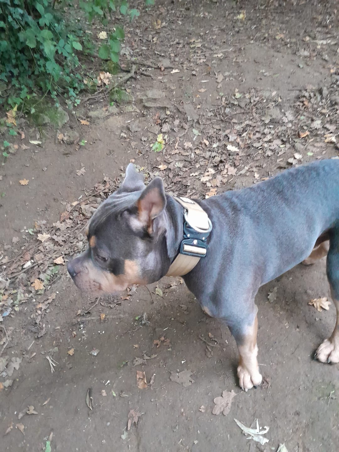 Customer photo review of 5cm Combat® Collar | Rated Clip - NO HANDLE - Military Tan v2.0