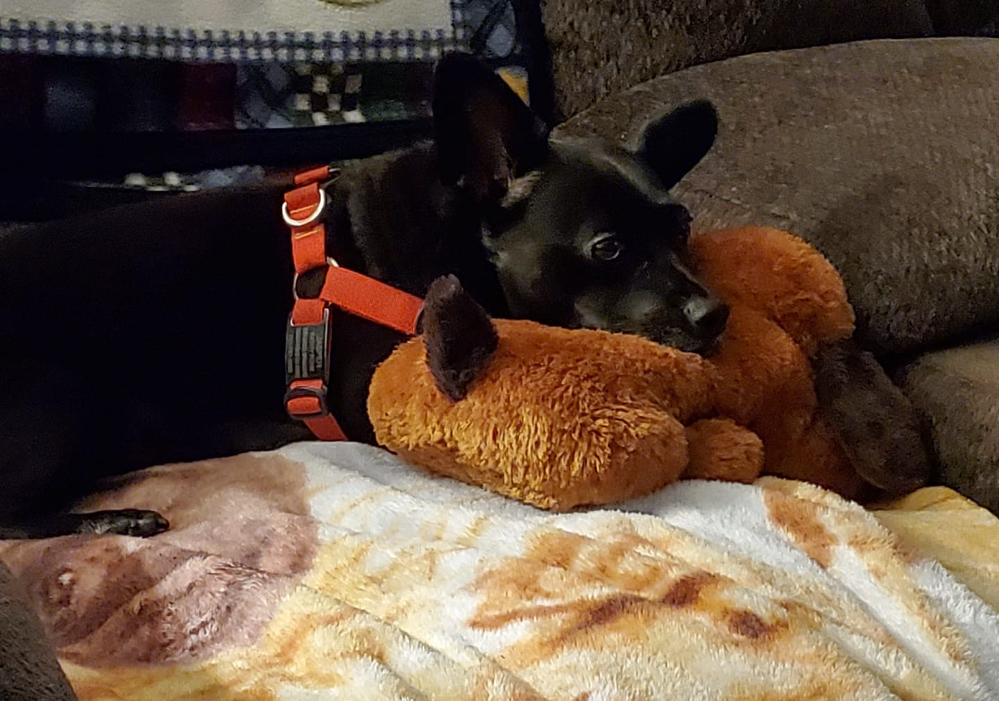 Customer photo review of KING KALM CBD 75mg - Small Dog & Cat Formula  20lbs or less
