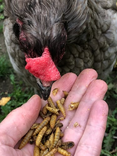 Customer photo review of BSF Larven - getrocknete Soldatenfliegenlarven