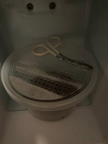 Customer photo review of GrubTerra Fresh Black Soldier Fly Larvae for Reptiles