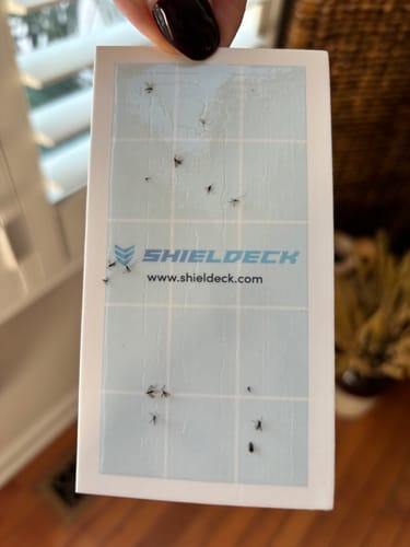 Customer photo review of Shieldeck® BuzzTrap - Plug-In Indoor Insect Smart UV Trap