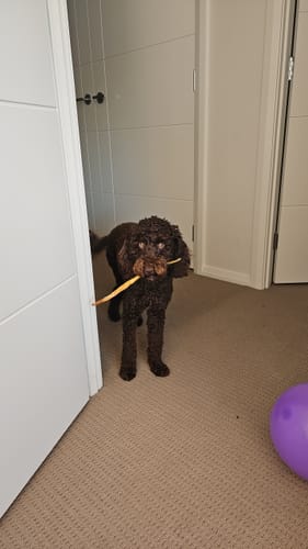 Customer photo review of Aussie Beef Tendons (Large Dogs)