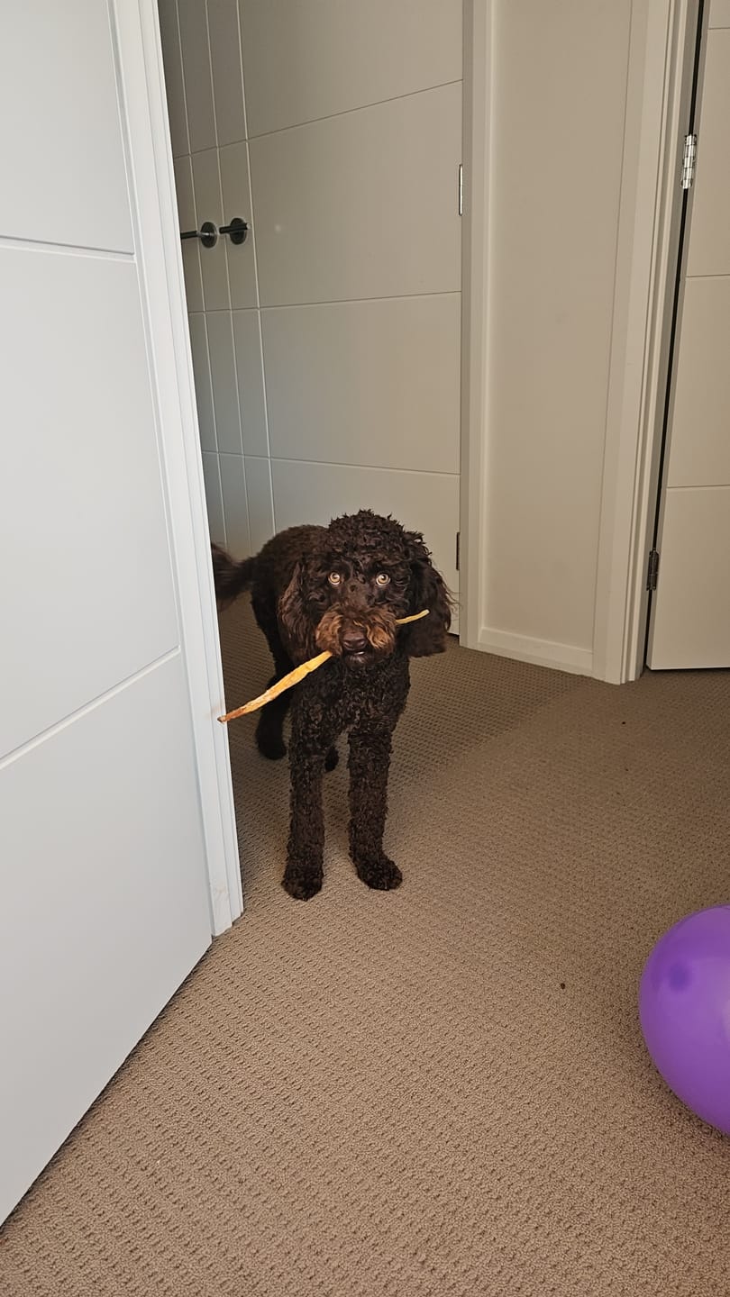 Customer photo review of Aussie Beef Tendons (Large Dogs)