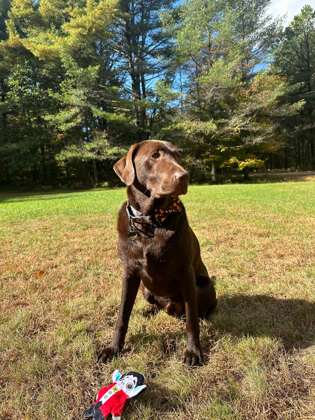 Customer photo review of Candy Corn Bow Tie for Dog and Cat Collar