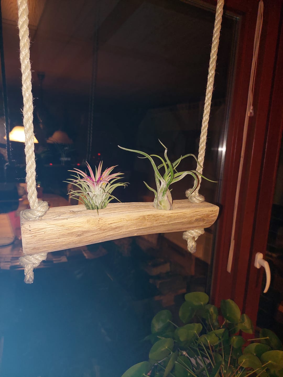 Customer photo review of Tillandsia caput medusae