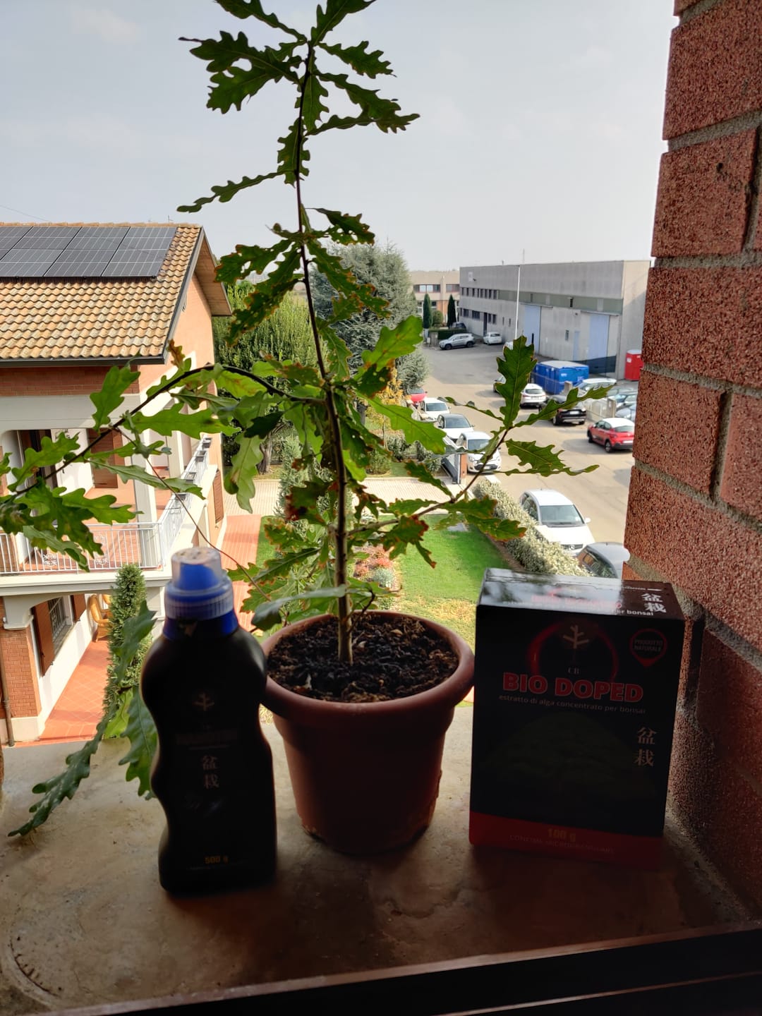 Customer photo review of NANOTEK CB® (DNA BONSAI 2.0)