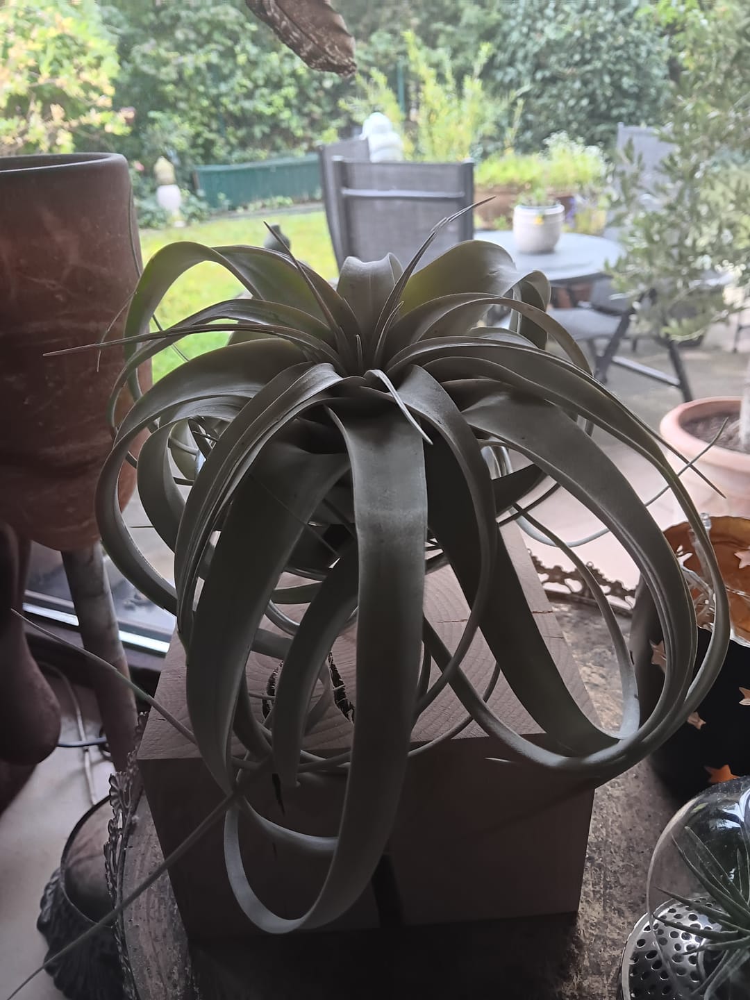 Customer photo review of Tillandsia xerographica